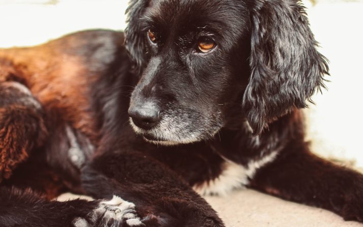 como quitar pulgas a un perro