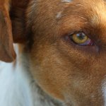 Todo lo que debes saber sobre la conjuntivitis en perros.