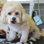 Cómo cortar el pelo a un perro.