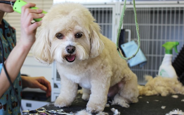 Cómo cortar el pelo a un perro.
