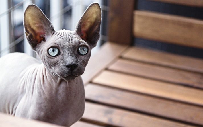 imagen de un gato sfinge