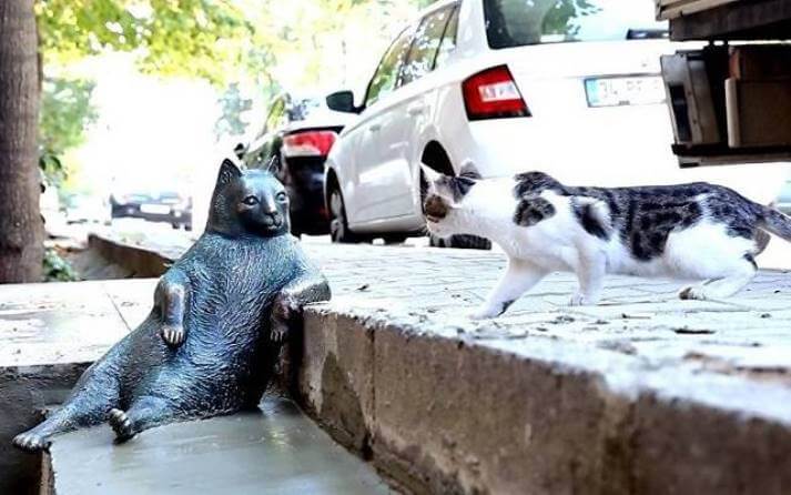 imagen del gato Tombili en Estambul, Turquía