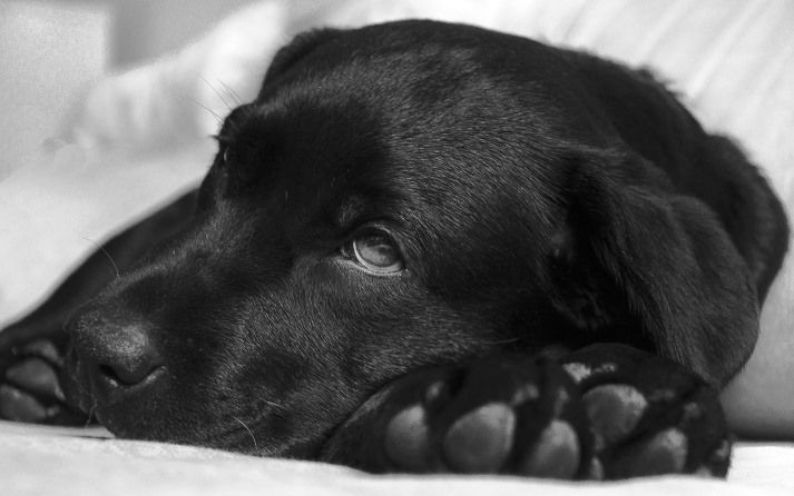 fiebre en perros