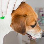 Debemos prestar atención a nuestro perro por si puede tener garrapatas.