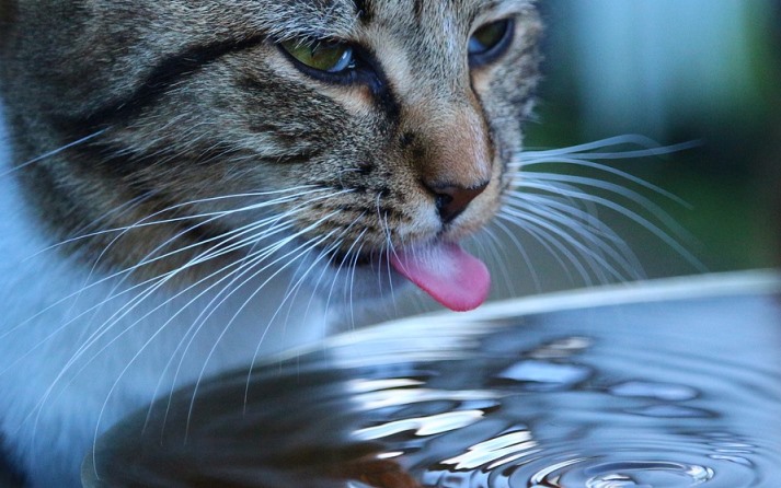lengua de los gatos