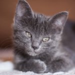 Todo lo que debes saber sobre la miocardiopatía en gatos.