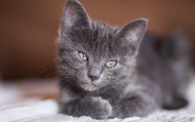 Todo lo que debes saber sobre la miocardiopatía en gatos.