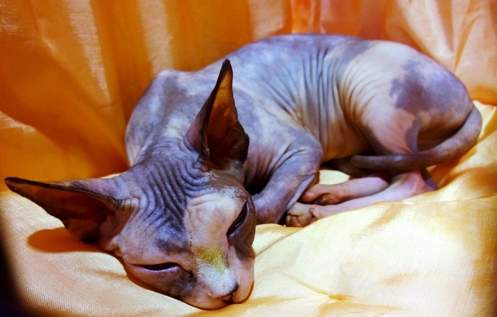 imagen de un gato SPHYNX tumbado