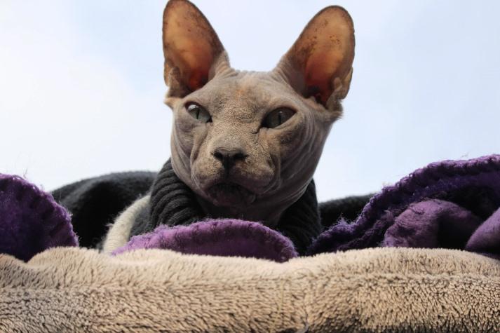 foto de un gato esfinge SPHYNX