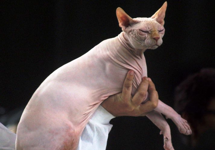 imagen de un gato SPHYNX con los ojos cerrados