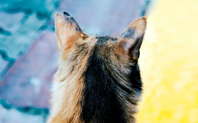 La tiña en gatos puede producirse por diferentes causas.