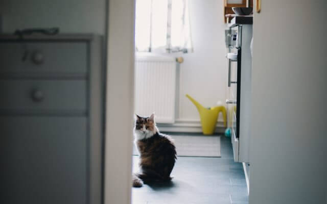 Existen diferentes remedios caseros para la tiña en gatos.