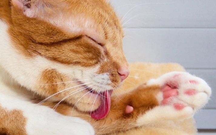 gato lamiéndose