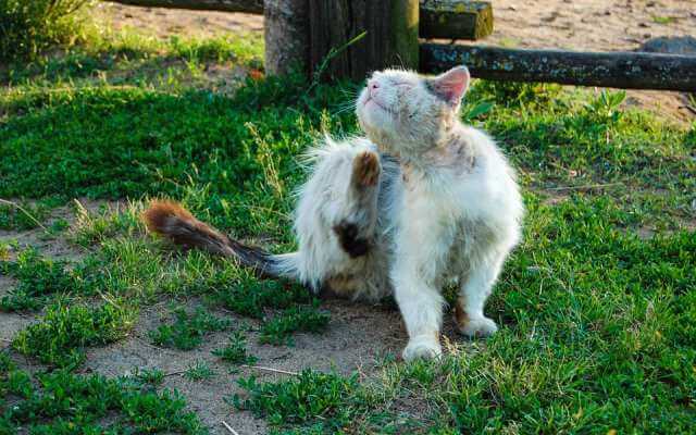 caída del pelo en gatos calvos
