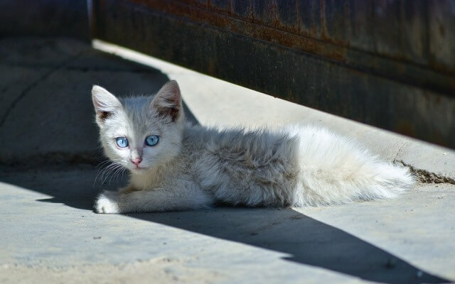 Gato tirado en el suelo.