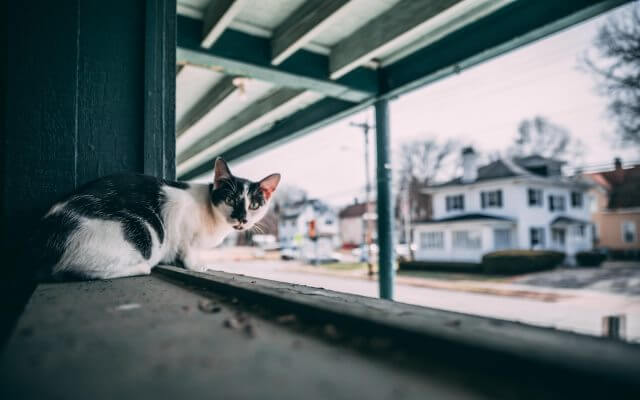 Cómo saber si mi gato tiene tiña.