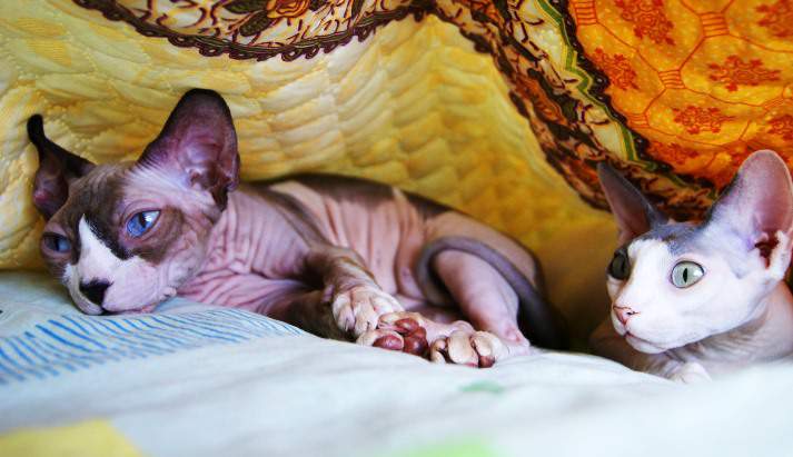 imagen de 2 gatos SPHYNX
