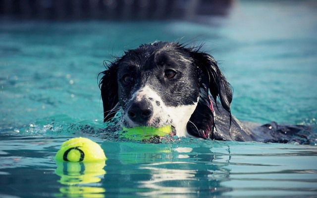 practicar deporte con perro - natación