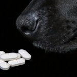 ibuprofeno perros