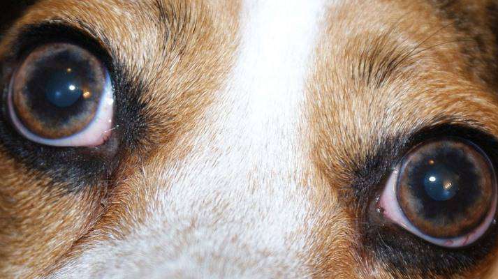 enfermedades de los ojos en perros fotos
