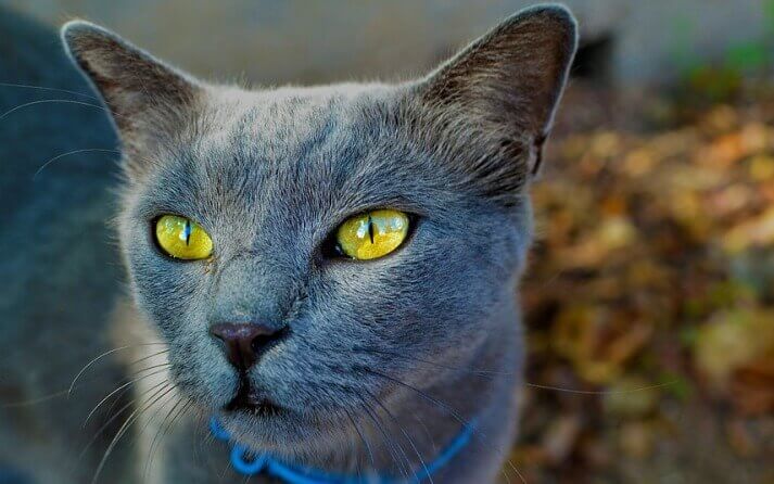 ojos felinos