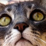 ojos gato que comunican