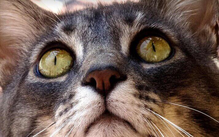 ojos gato que comunican