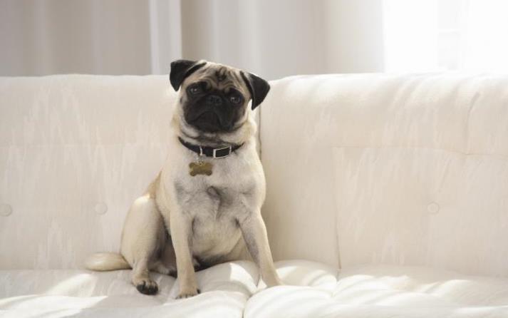 como quitarle las pulgas a un cachorro remedios caseros