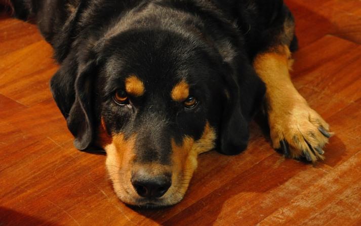 artrosis en perros