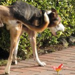 infección orina perro