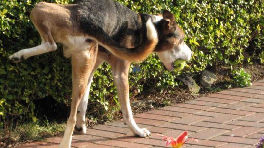 infección orina perro