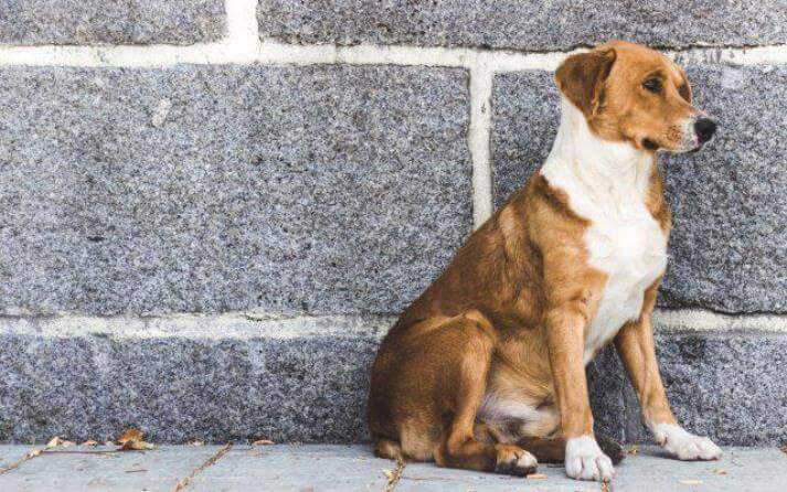 Perro sentado en la calle.