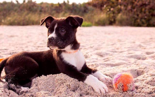Perro en la playa con una pelota.