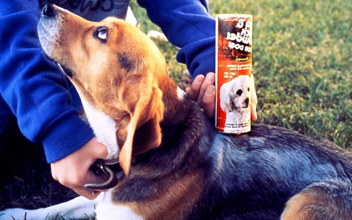 como le quito las pulgas a mi perro