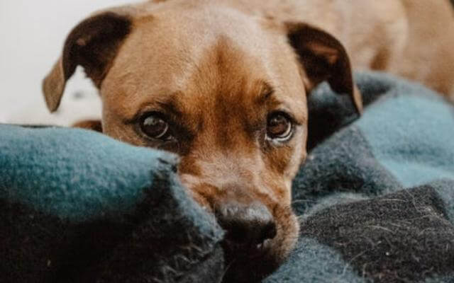 frío y cambio de tiempo en los perros