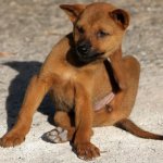 como eliminar las pulgas de mi perro