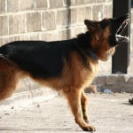 rabia en perros