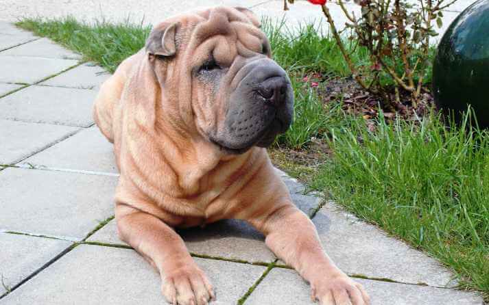 Esta es una de las razas de perro domesticadas por el hombre