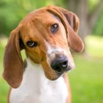 significado de las acciones de los perros
