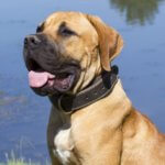 Boerboel