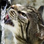 gato bebiendo agua