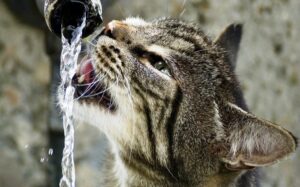 gato bebiendo agua