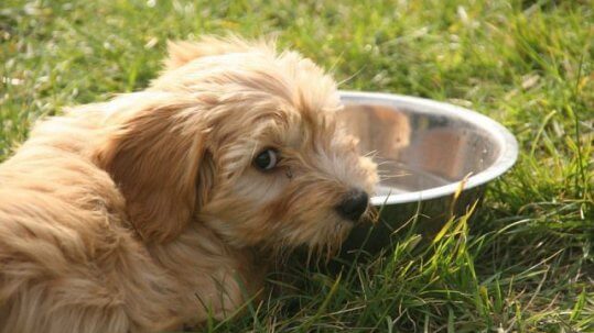 Comidas para perros en verano.