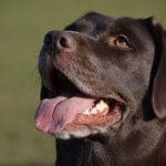los perros sudan