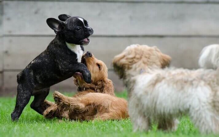 cachorros perros hiperactividad