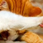 como cortarle las uñas a un gato