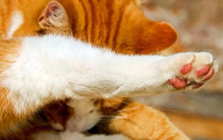 como cortarle las uñas a un gato