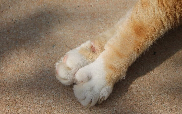 pasos cortar unas gatos