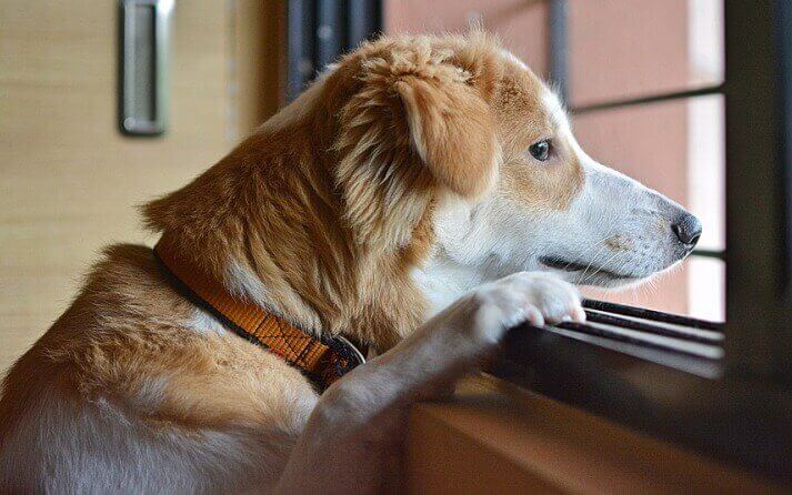embarazos perros