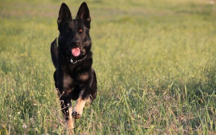 hiperactividad perros